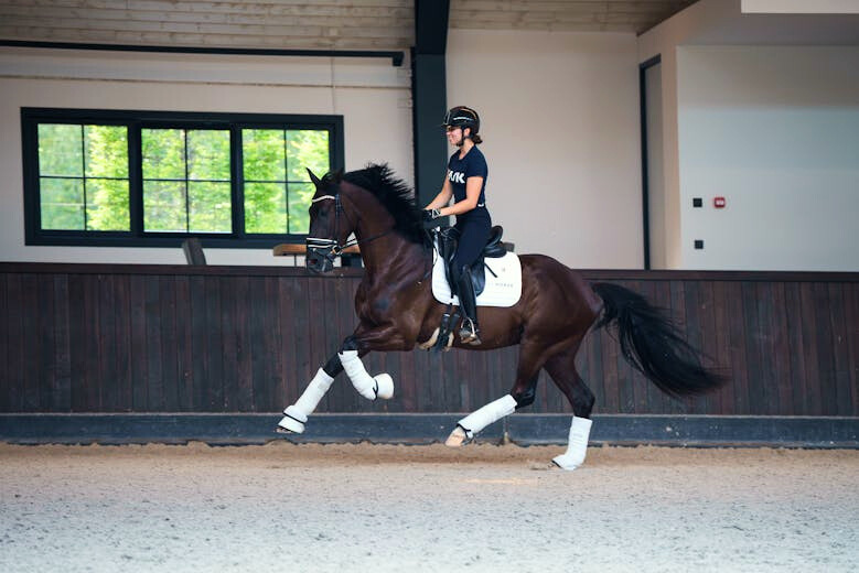 Dressage horse for sale.