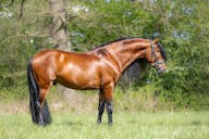 spanish horses for sale