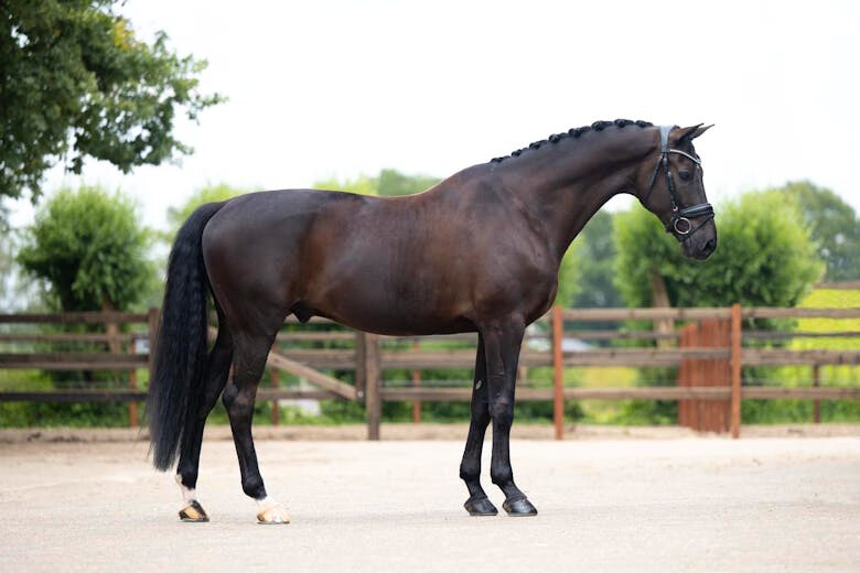 Dressage horses for sale.