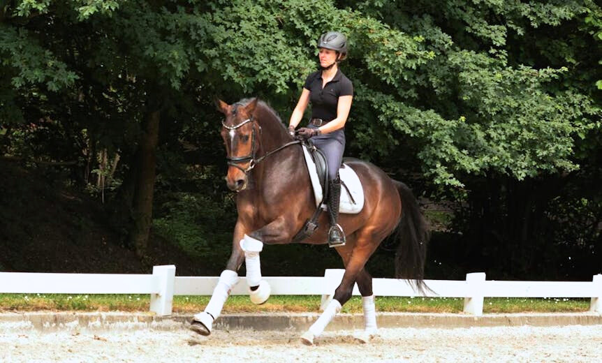 The best selection of dressage horses for sale | Gallery Horse