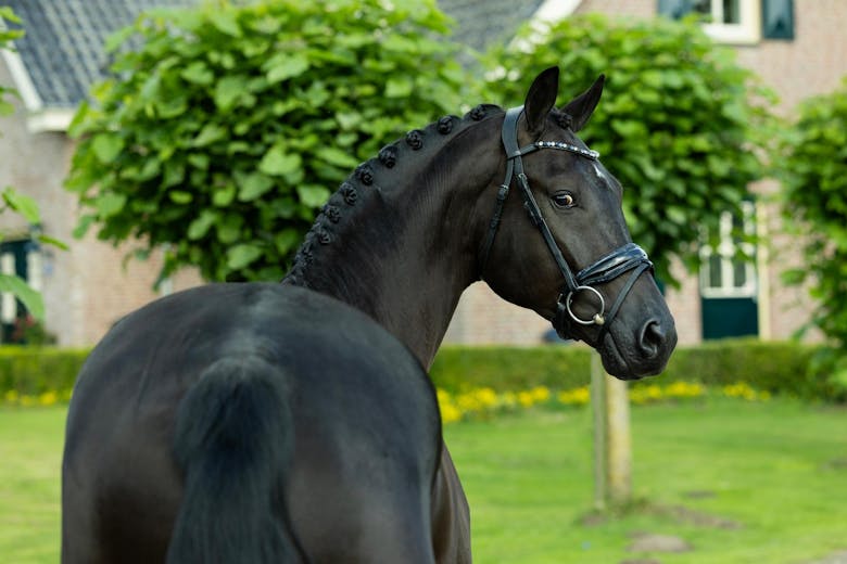 Dressage horses for sale.