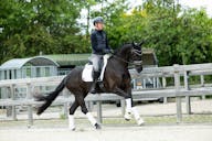 KWPN HORSES
