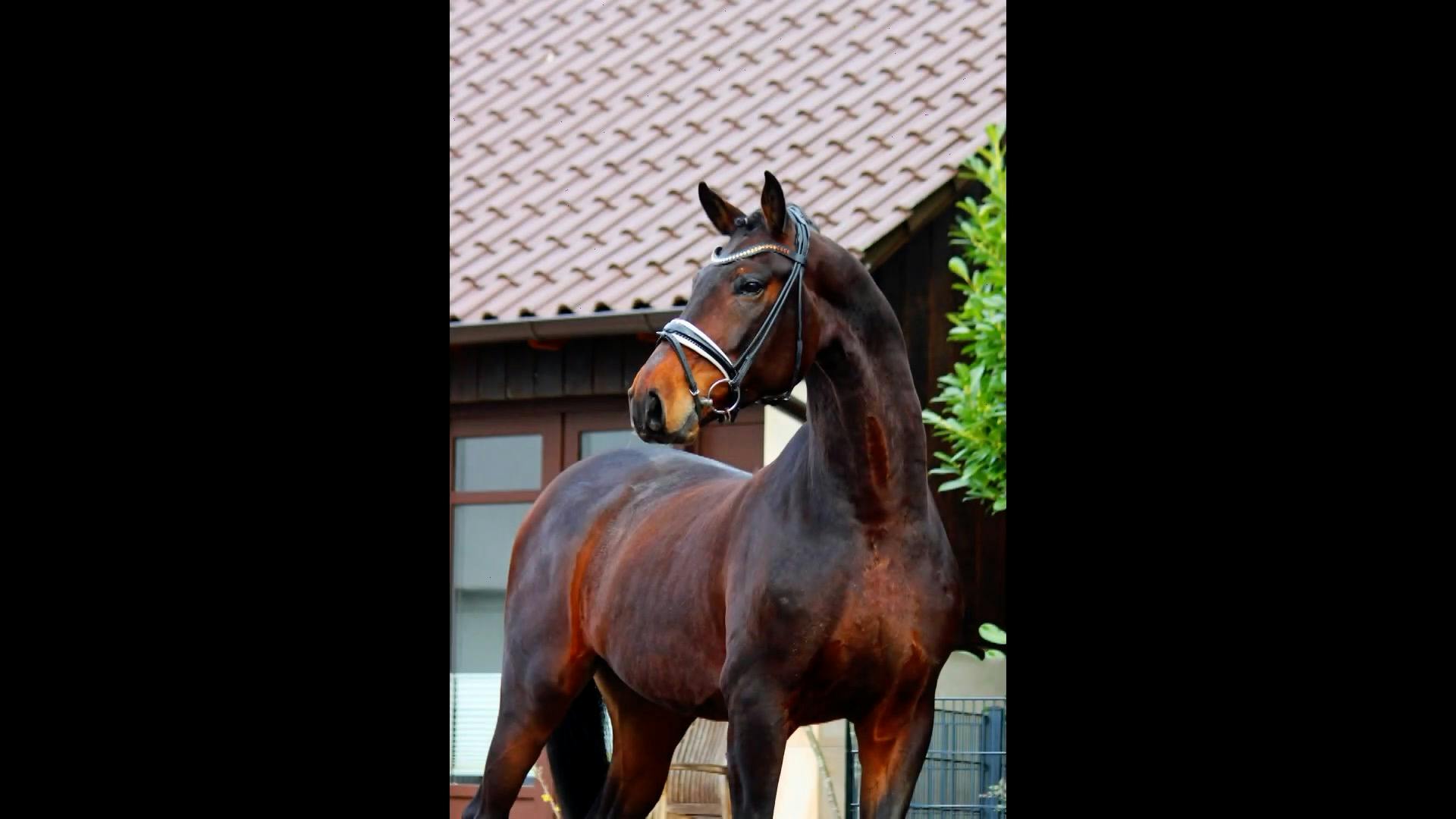 Caballo. Horses. Caballos. Horse. Gallery Horse. Gallery Horses. warmbloods for sale. dressage horse for sale. dressage pre for sale. dressage horse for sale 2022. dressage horses for sale 2022.