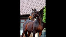 Caballo. Horses. Caballos. Horse. Gallery Horse. Gallery Horses. warmbloods for sale. dressage horse for sale. dressage pre for sale. dressage horse for sale 2022. dressage horses for sale 2022.