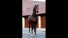 Caballo. Horses. Caballos. Horse. Gallery Horse. Gallery Horses. warmbloods for sale. dressage horse for sale. dressage pre for sale. dressage horse for sale 2022. dressage horses for sale 2022.