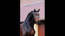 Caballo. Horses. Caballos. Horse. Gallery Horse. Gallery Horses. warmbloods for sale. dressage horse for sale. dressage pre for sale. dressage horse for sale 2022. dressage horses for sale 2022.