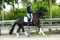 KWPN HORSES
