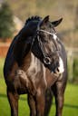 YOUNG HORSE KWPN