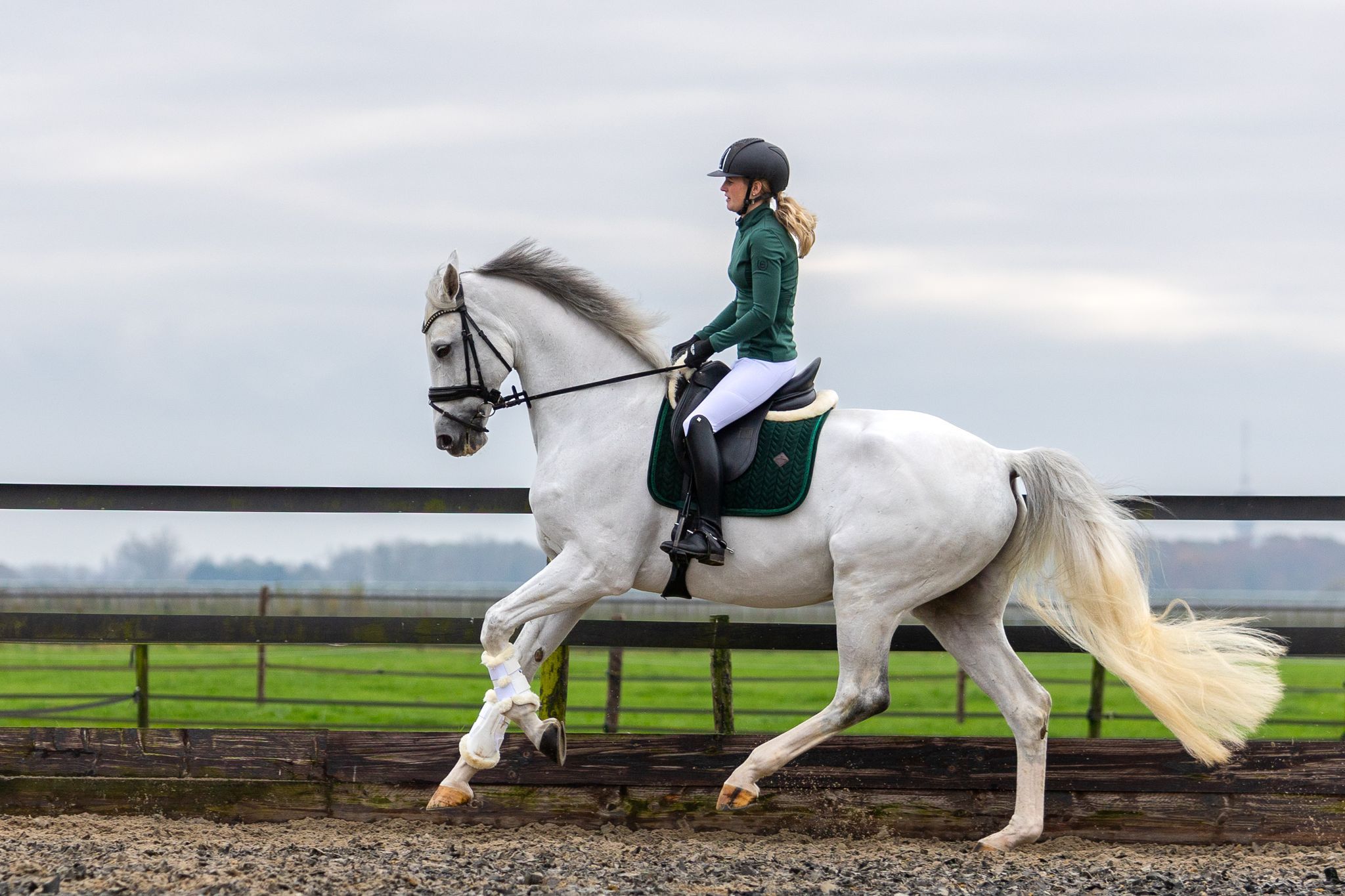 Buy dressage horse.