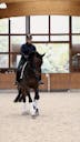 AMATEUR HORSES