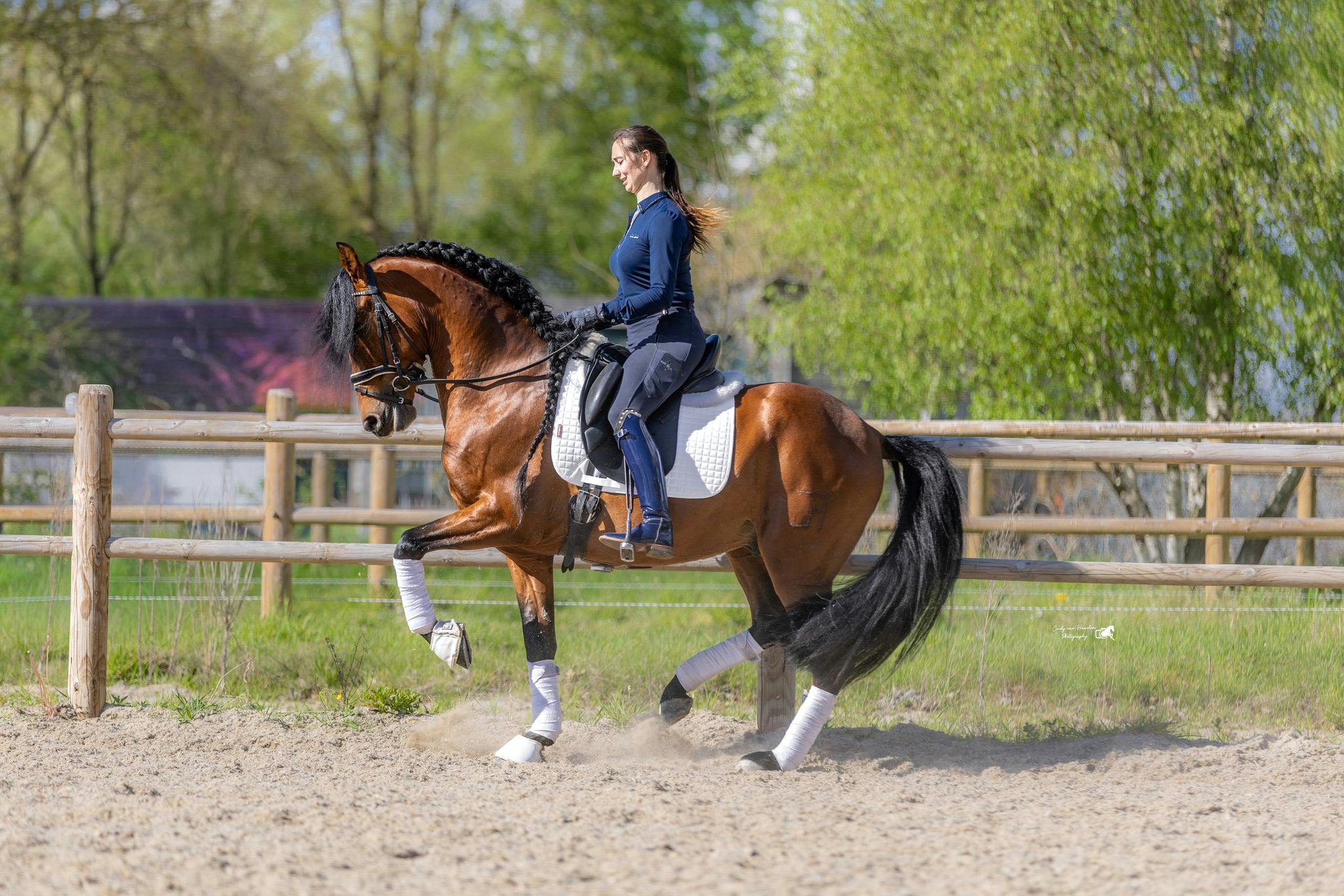 spanish horses for sale