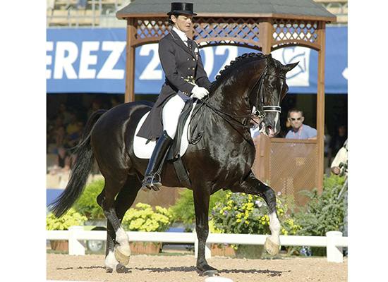 gp horses