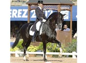 gp horses