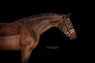 OLDENBURG HORSES