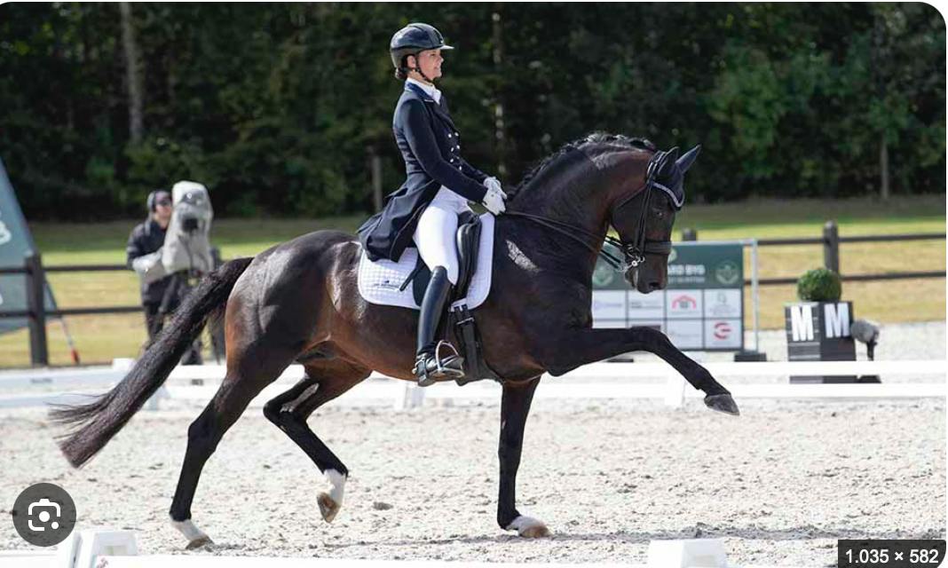 dressage horse in Denmark