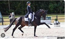 dressage horse in Denmark