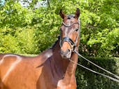 Grand Prix horse Small tour horse