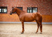 DRESSAGE HORSE FOR COMPETITION