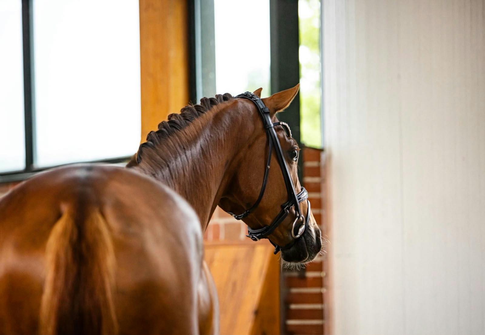 SMALL TOUR HORSE IN THE NETHERLANDS