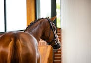SMALL TOUR HORSE IN THE NETHERLANDS