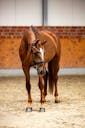 DRESSAGE YOUNG HORSE