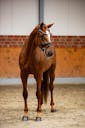 DRESSAGE HORSE IN GERMANY
