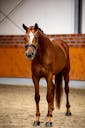 DRESSAGE HORSE IN GERMANY